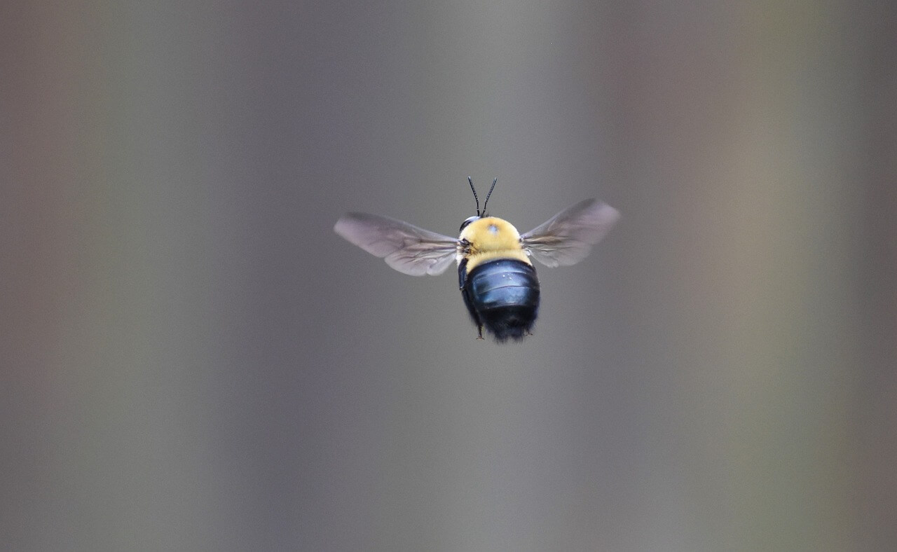 A Guide To Wood Destroying Insects In Your Home Advanced Termite