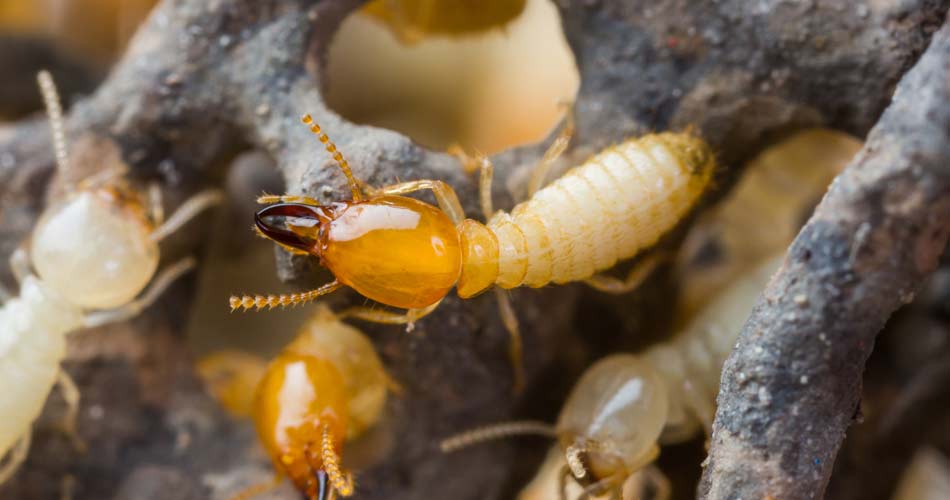 Termites To Be Found By Termite Inspection