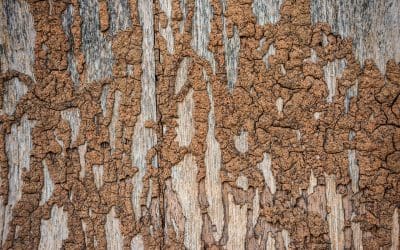 7 Signs of Termites in the Home