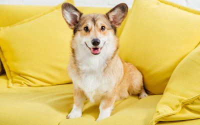 7 Cleaning Tips for Pet Owners